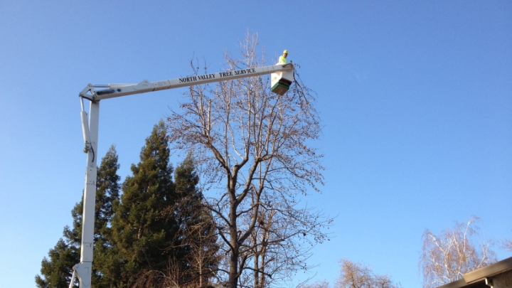 safety-and-corrective-pruning@2x