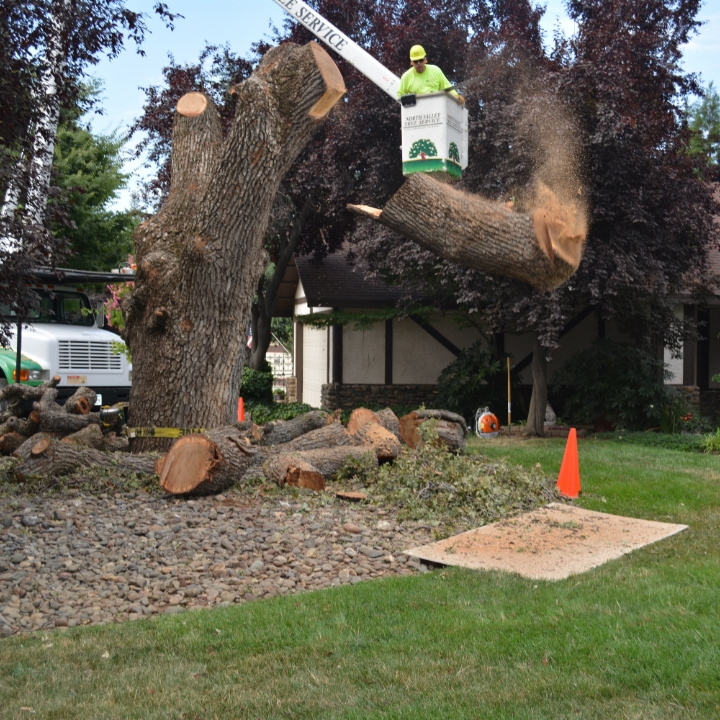 A new look at tree removal — Tree First